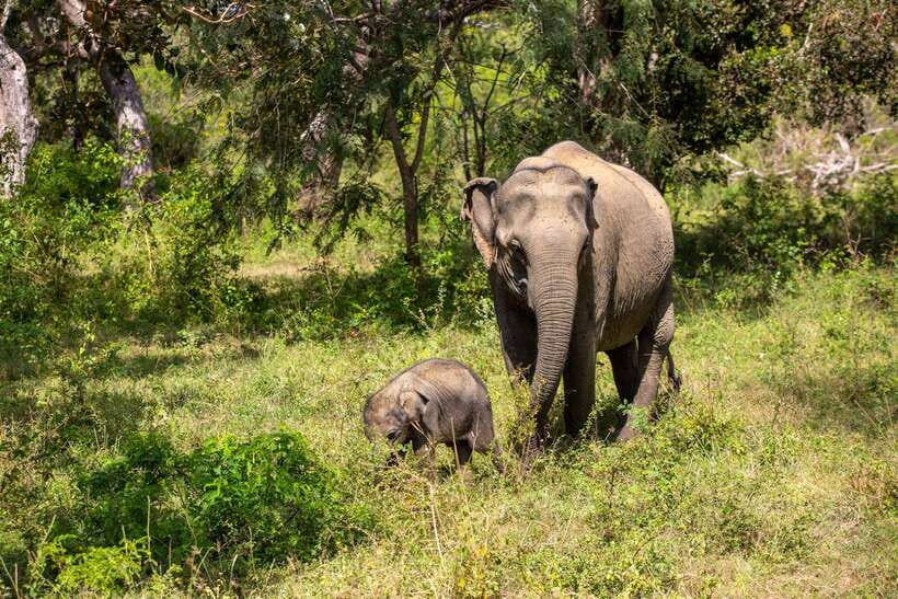 From Bentota: Elephant Transit Camp and Udawalawe Safari - The Elephant Transit Camp adds a human story