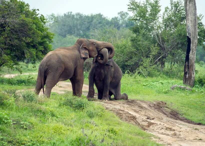 From Bentota: Elephant Transit Camp and Udawalawe Safari - Unawatuna gives the day a coastal pause