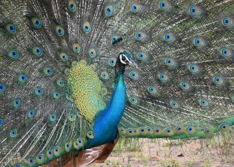 From Bentota: Elephant Transit Camp and Udawalawe Safari - Who will enjoy this Sri Lanka day trip