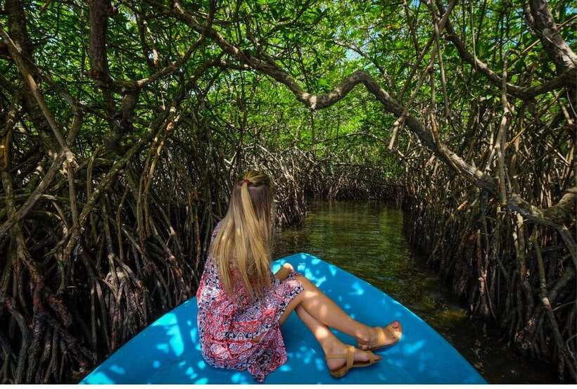 From Bentota: Exclusive Madu River Safari & Turtle Hatchery - What this $65 morning really includes