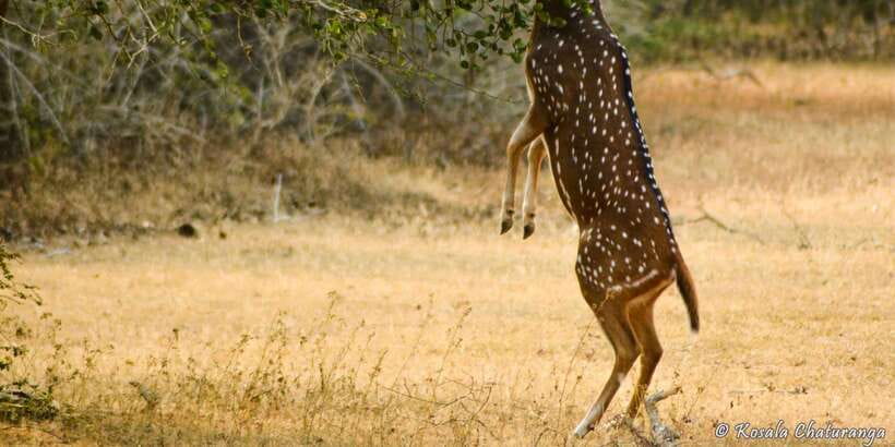 From Bentota: Full-Day Yala National Park Safari Tour - Small details that improve the day