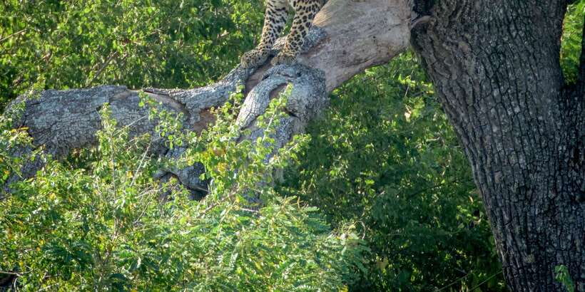 From Bentota: Full-Day Yala National Park Safari Tour - A very long day from Bentota to Yala