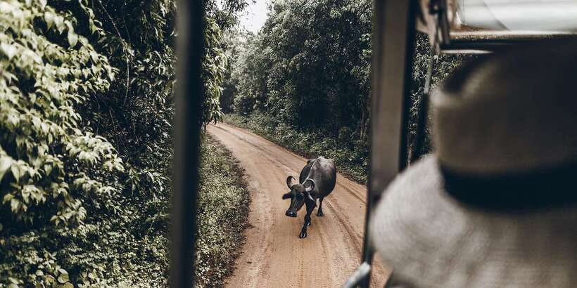From Bentota: Full-Day Yala National Park Safari Tour - Leopards, sloth bears, and realistic expectations