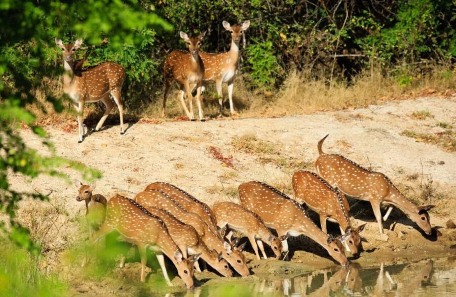From Bentota: Full-Day Yala National Park Safari Tour - Birdwatching at Yala’s water holes