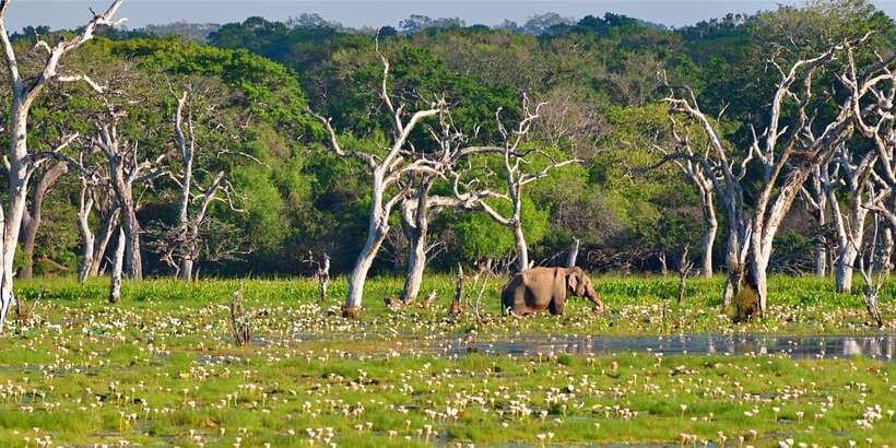 From Bentota: Full-Day Yala National Park Safari Tour - Who will enjoy this safari most
