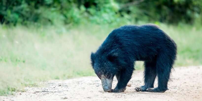From Bentota: Full-Day Yala National Park Safari Tour - The road to Yala and the lunch question