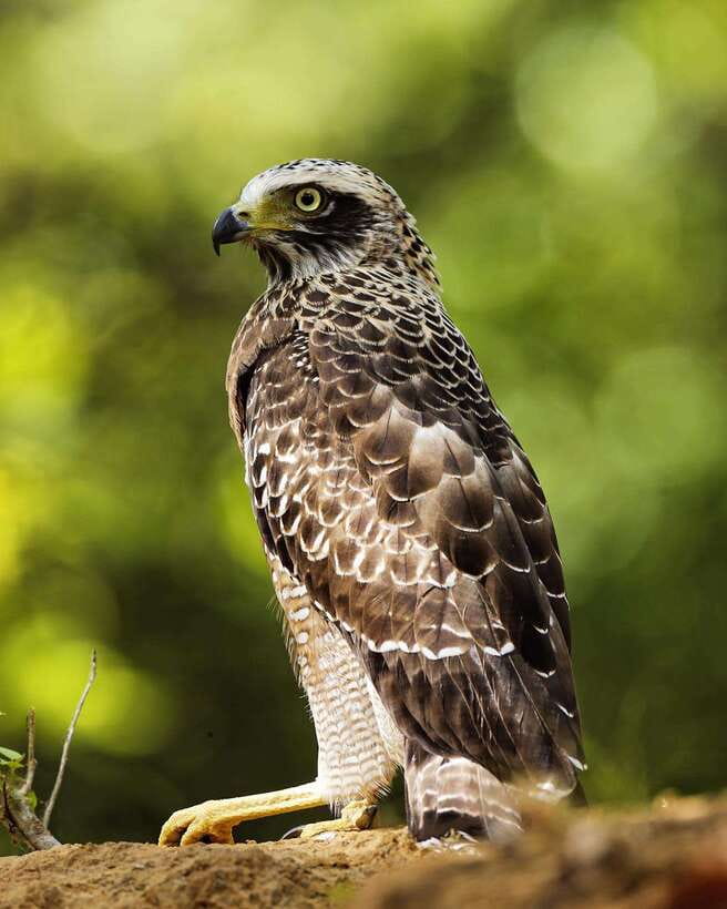 From Bentota - Yala National Park Full Day Safari Tour - Meals, water, and the simple beach lunch