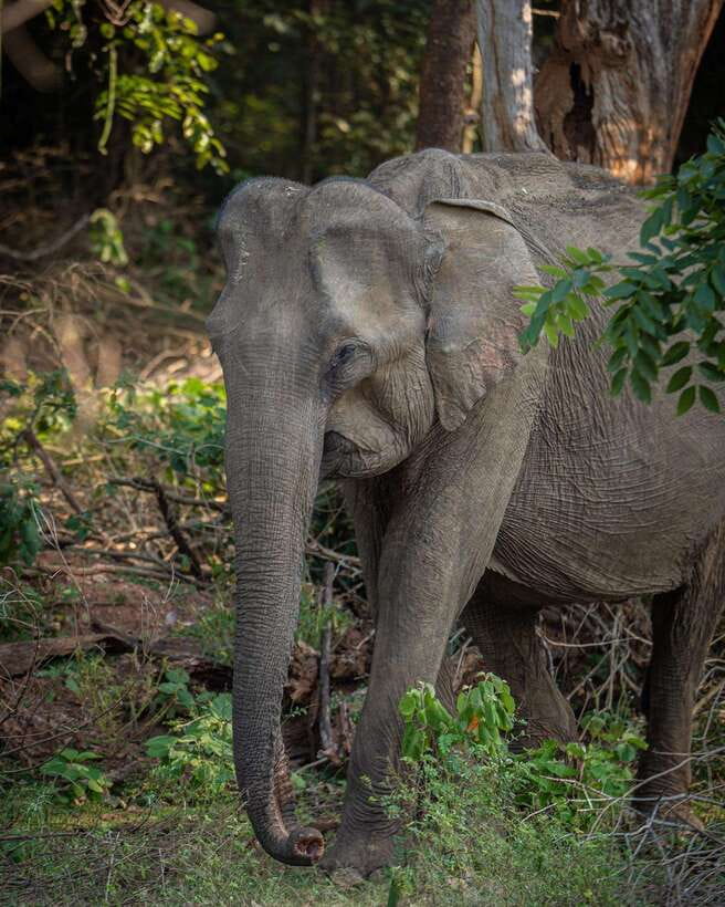 From Bentota - Yala National Park Full Day Safari Tour - Who will enjoy this safari most?