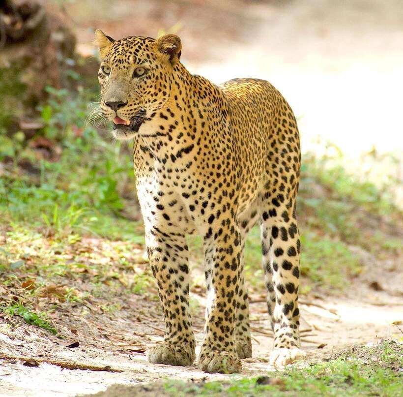 From Bentota - Yala National Park Full Day Safari Tour - The transfer from Bentota and nearby coastal towns