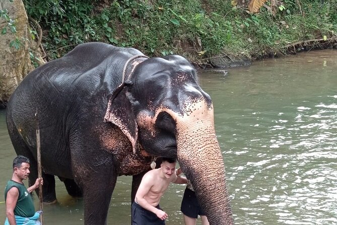 From Colombo: Kandy and Pinnawala Full-Day Trip - The cultural show ends the day on a compact note