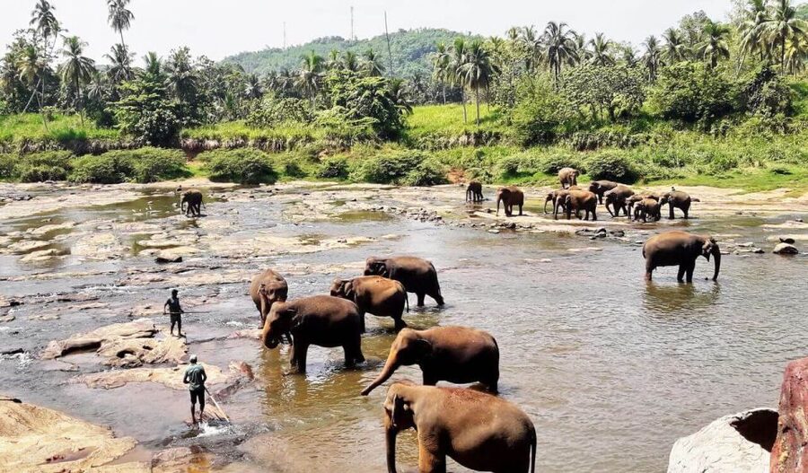 From Colombo: Kandy Full-Day Trip - Lunch, local food, and the gem museum