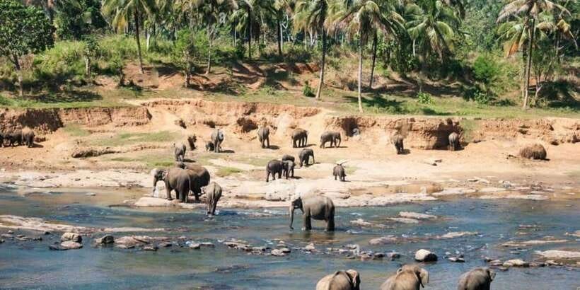 From Colombo: Kandy, Pinnawala and Tea Factory Full-Day Trip - Why this day works for a first visit to Sri Lanka