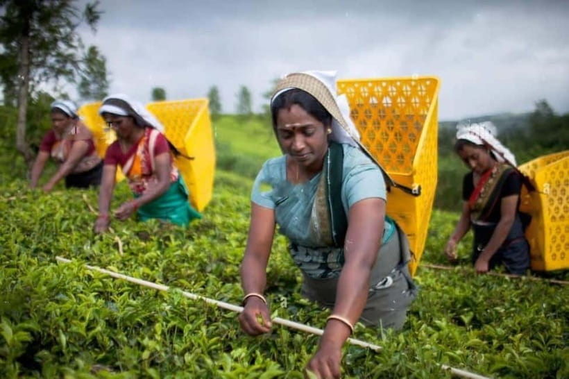 From Colombo: Kandy, Pinnawala and Tea Factory Full-Day Trip - Choosing your elephant visit at Pinnawala