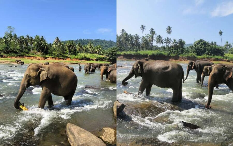 From Colombo: Kandy Temple of Tooth & Elephant Orphanage - Why this Colombo to Kandy day trip is such a full day