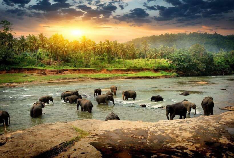From Colombo: Kandy Temples and Pinnawala Full-Day Tour - Key points to know before you book