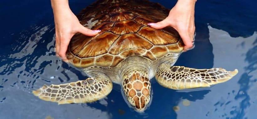 From Colombo/Negombo: Galle, Madu River, and Turtle Hatchery - Key details that shape the day