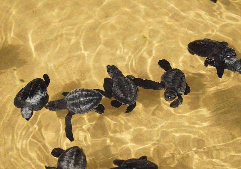 From Colombo/Negombo: Galle, Madu River, and Turtle Hatchery - A long but useful introduction to Sri Lanka’s south coast