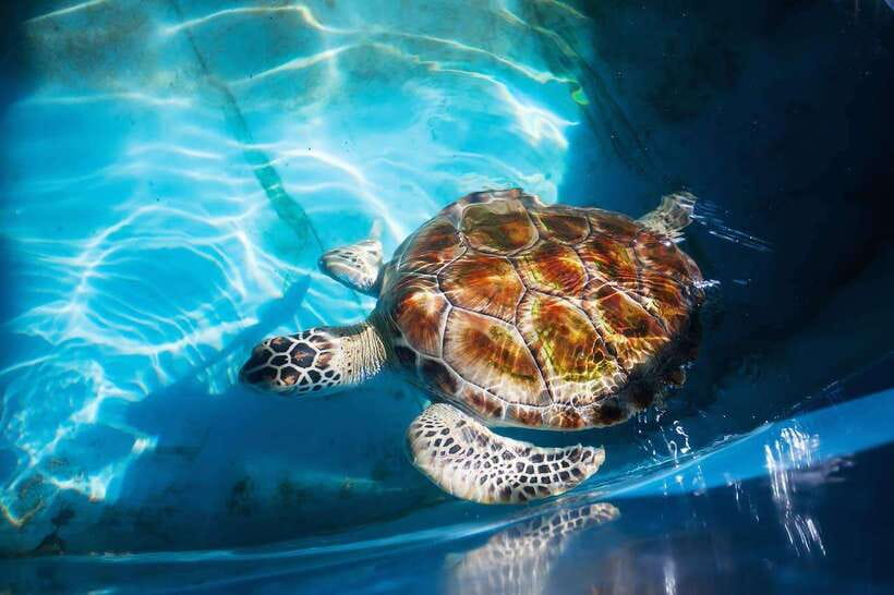 From Colombo/Negombo: Galle, Madu River, and Turtle Hatchery - Two hours on the Madu River