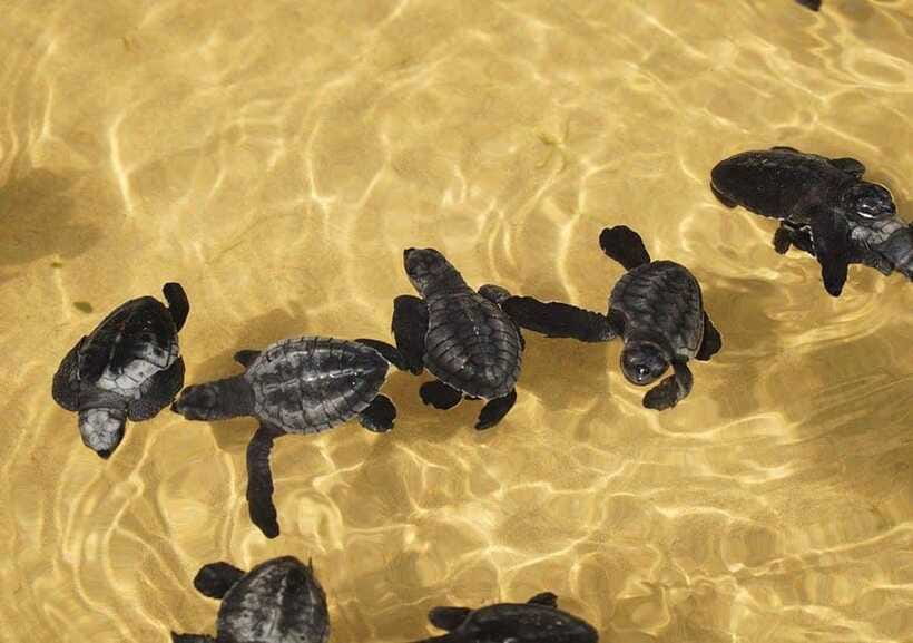 From Colombo/Negombo: Galle, Madu River, and Turtle Hatchery - Is $46 good value?