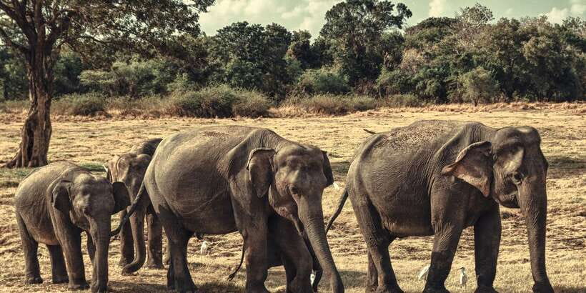 From Colombo: Private Minneriya National Park Day Safari - Key points to know before booking