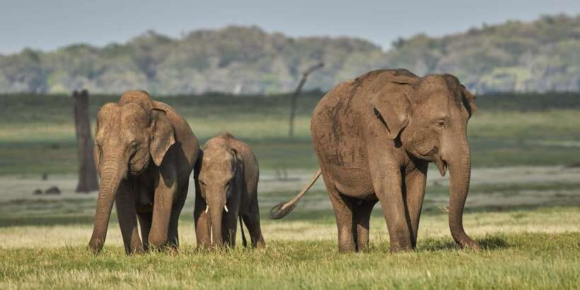From Colombo: Private Minneriya National Park Day Safari - Why Minneriya is worth the long road from Colombo