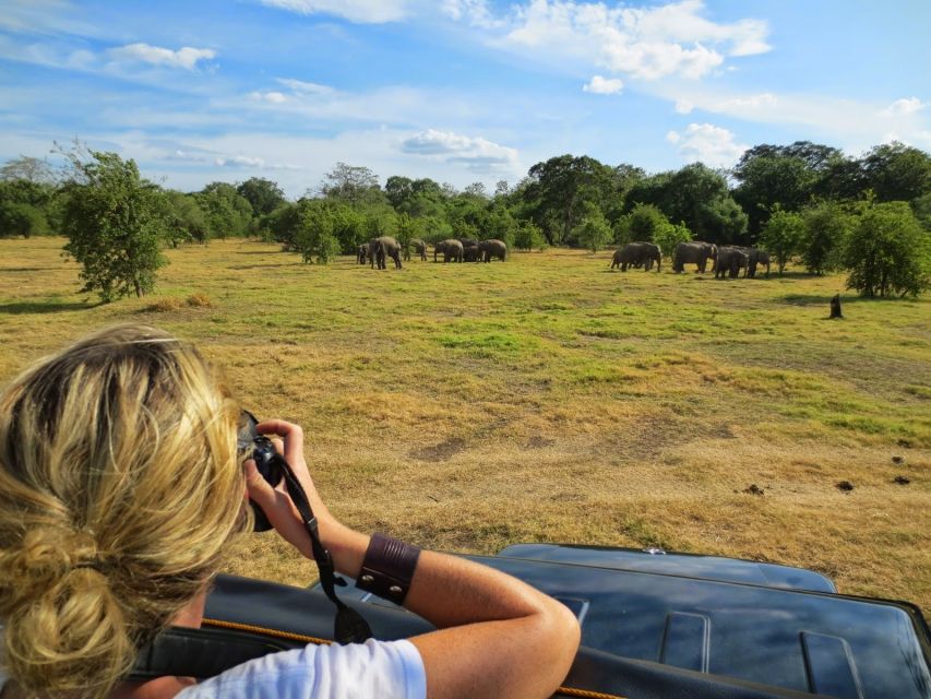 From Colombo: Private Minneriya National Park Day Safari - Three hours inside Minneriya National Park