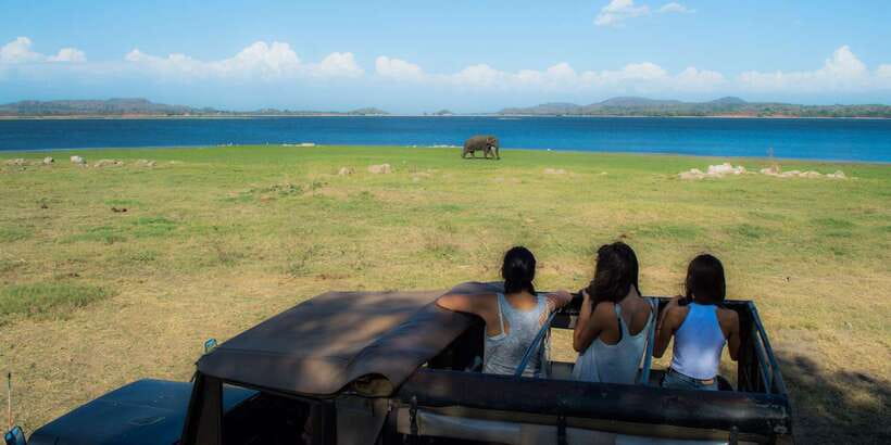 From Colombo: Private Minneriya National Park Day Safari - Lunch at a local restaurant