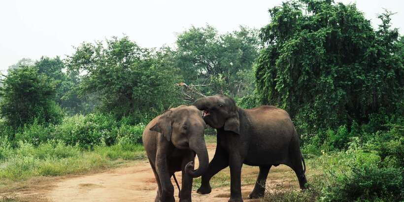 From Colombo: Private Minneriya National Park Day Safari - The Sigiriya option and what to confirm