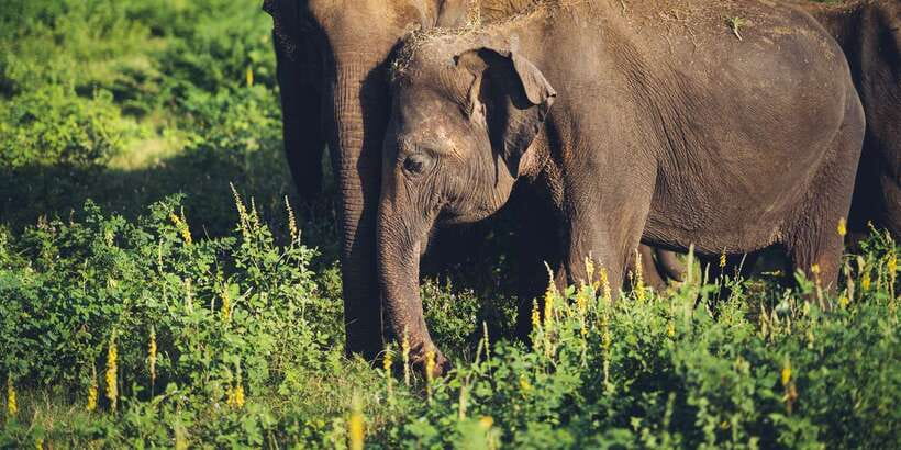 From Colombo: Private Minneriya National Park Day Safari - Comfort, timing, and practical limits