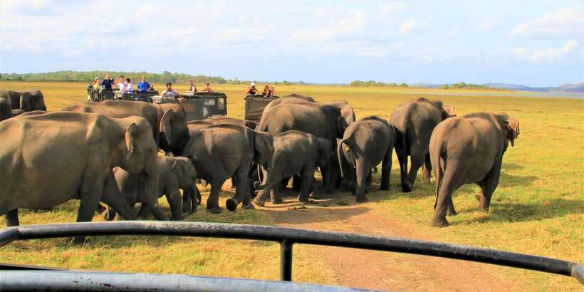 From Colombo: Private Minneriya National Park Day Safari - Who should choose this private safari