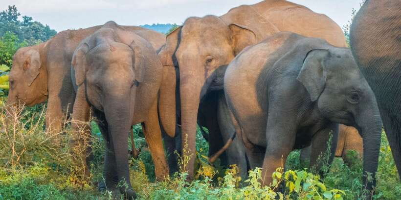 From Colombo: Private Minneriya National Park Day Safari - The 8:00 AM pickup from Colombo