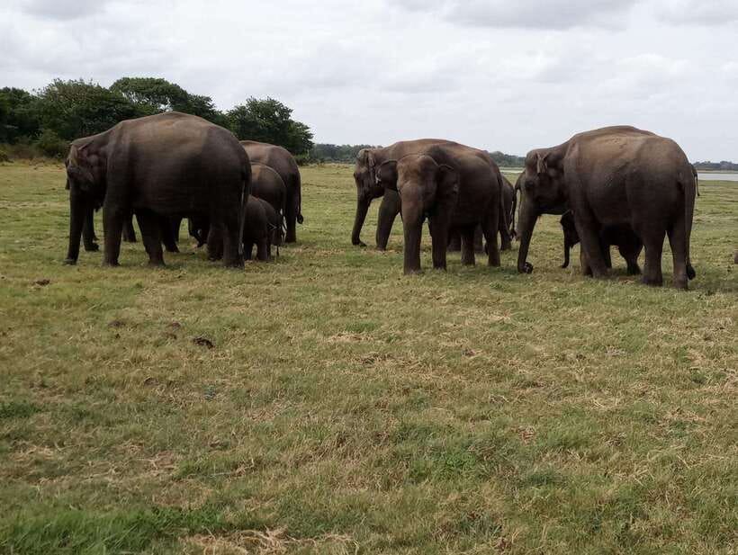 From Colombo: Sigiriya & Dambulla Day Tour with Safari - Choosing between Eco Park, Kaudulla, and Minneriya