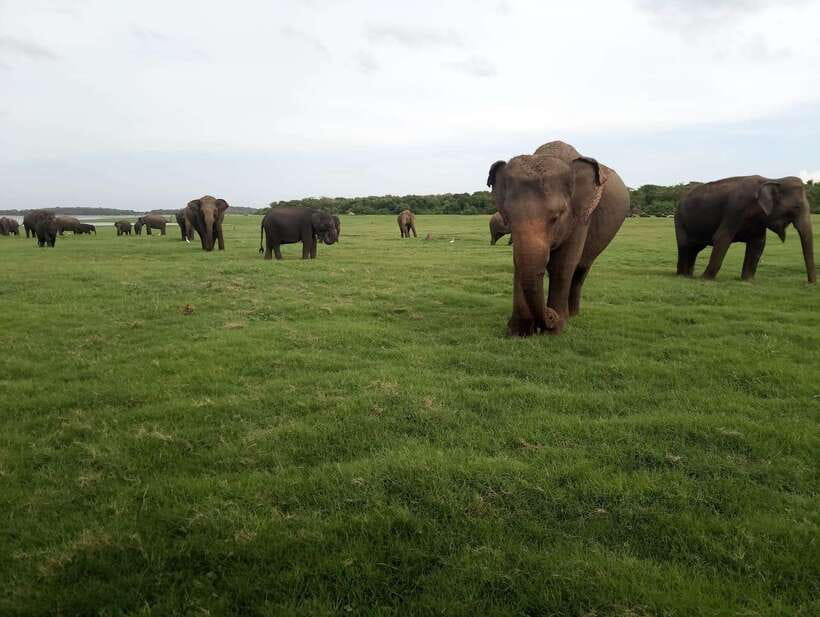 From Colombo: Sigiriya & Dambulla Day Tour with Safari - The real price of the $48 tour