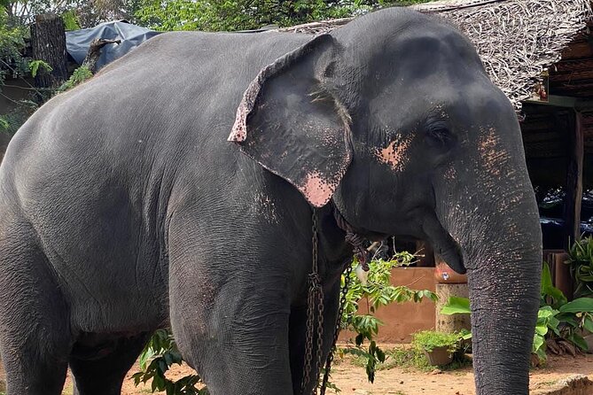 From Colombo to Sigiriya Fortress, Dambulla & Minneriya Safari - Booking details worth checking first