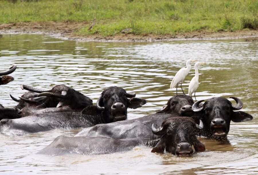 From Colombo: Yala National Park Safari with Transfer - Who should choose this Colombo to Yala trip?