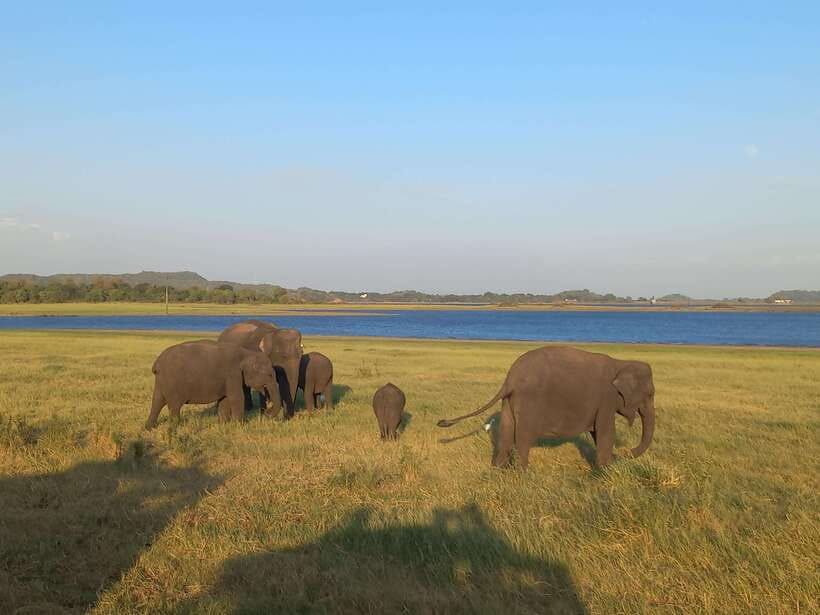From Dambulla: Minneriya National Park wild Jeep Safari - Why Minneriya is more than an elephant stop