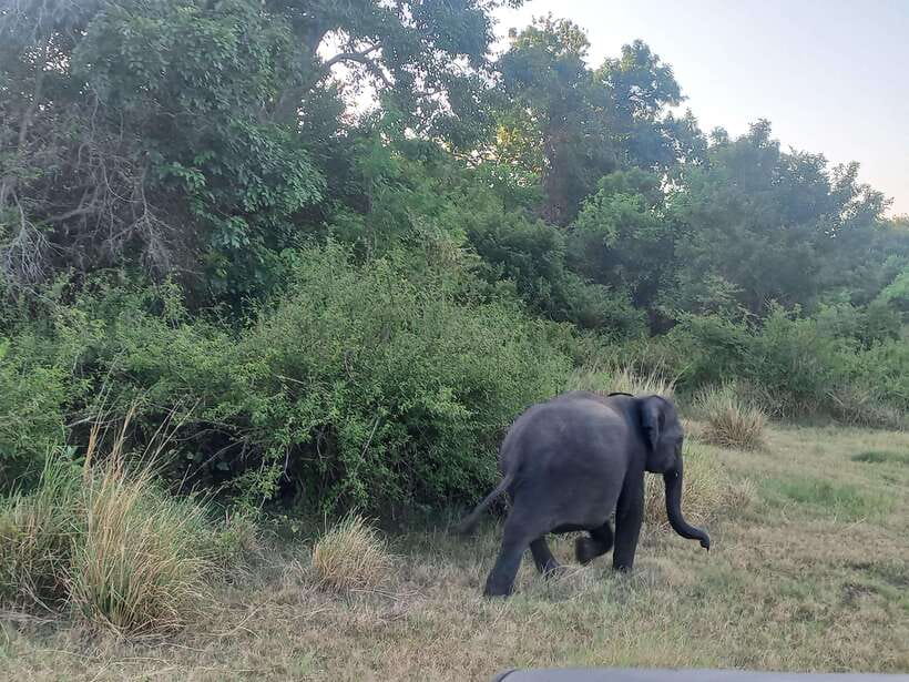 From Dambulla: Minneriya National Park wild Jeep Safari - The 25-minute ride from Dambulla