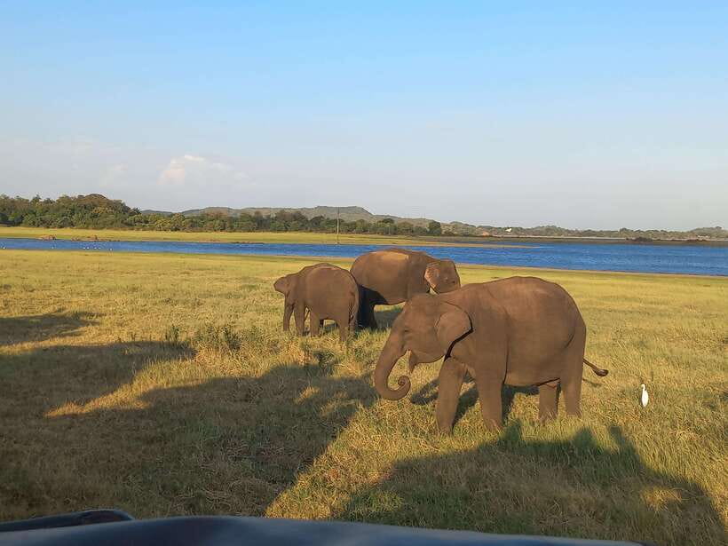 From Dambulla: Minneriya National Park wild Jeep Safari - Elephants, deer, monkeys, and smaller wildlife