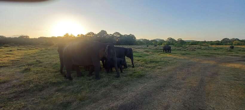 From Dambulla: Minneriya National Park wild Jeep Safari - Birds make the safari worthwhile for more than elephant fans