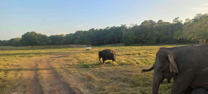 From Dambulla: Minneriya National Park wild Jeep Safari - Minneriya Lake and the old dam