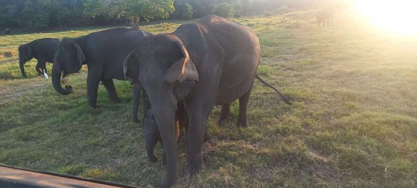 From Dambulla: Minneriya National Park wild Jeep Safari - What the $50 price really covers
