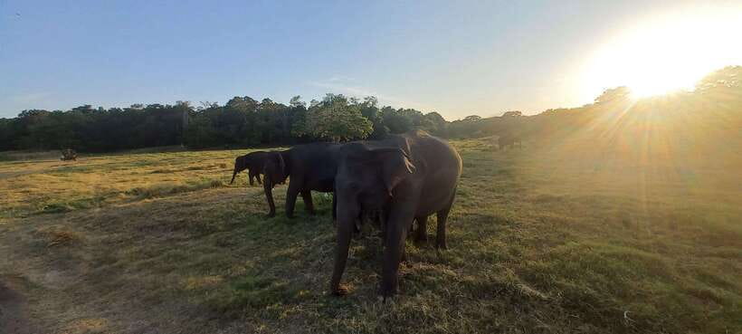 From Dambulla: Minneriya National Park wild Jeep Safari - Weather, comfort, and practical preparation