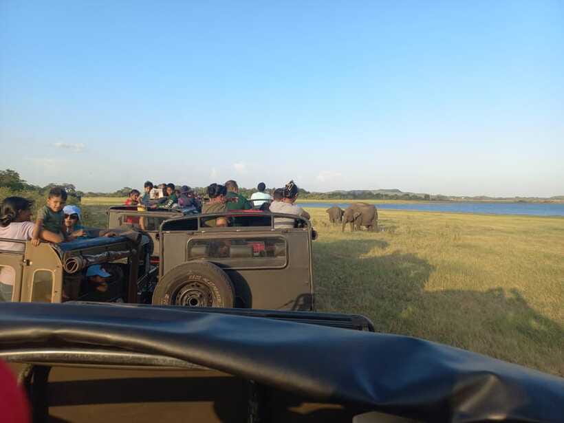 From Dambulla: Minneriya National Park wild Jeep Safari - Who will get the most from this safari