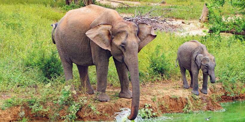 From Ella: All Inclusive Udawalawe National Park Safari - Why this safari is worth considering