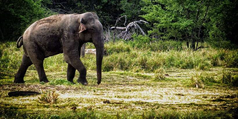 From Ella: All Inclusive Udawalawe National Park Safari - Finding elephants in the open country
