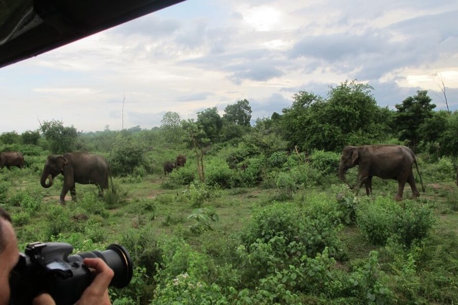 From Ella: All Inclusive Udawalawe National Park Safari - What the $140 price really covers
