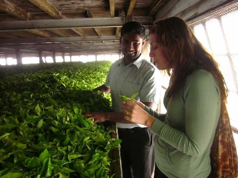 From Ella: Lipton Seat & Dambatenne Tea Factory Day Tour - Lipton’s Seat and the view from above