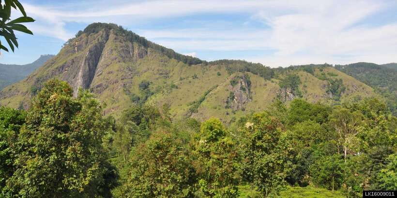 From Ella: Little Adam’s Peak and Nine Arches Bridge Hiking - Walking through woodland to Nine Arches Bridge