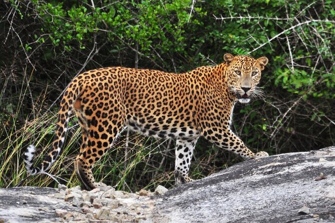 From Ella: Private Yala Safari & Transfer/Tangalle/Mirissa/Galla - Key points before you book