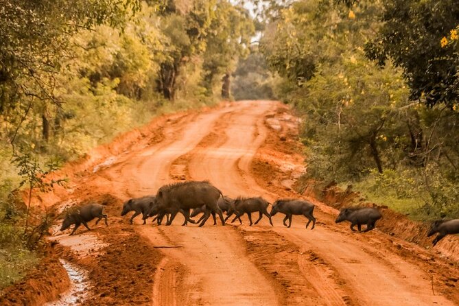 From Ella: Private Yala Safari & Transfer/Tangalle/Mirissa/Galla - Searching for leopards in Yala National Park